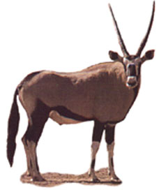 Gemsbok