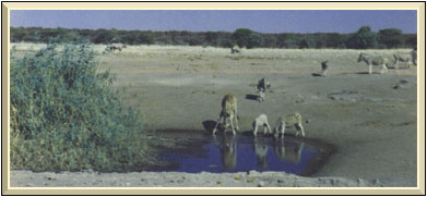 At Okaukuejo waterhole
