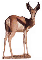 Springbok