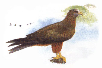 Yellowbilled kite